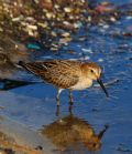 Calidris alpina